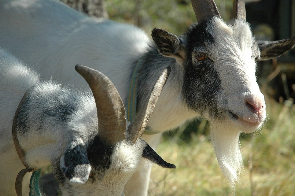 Козы любовь