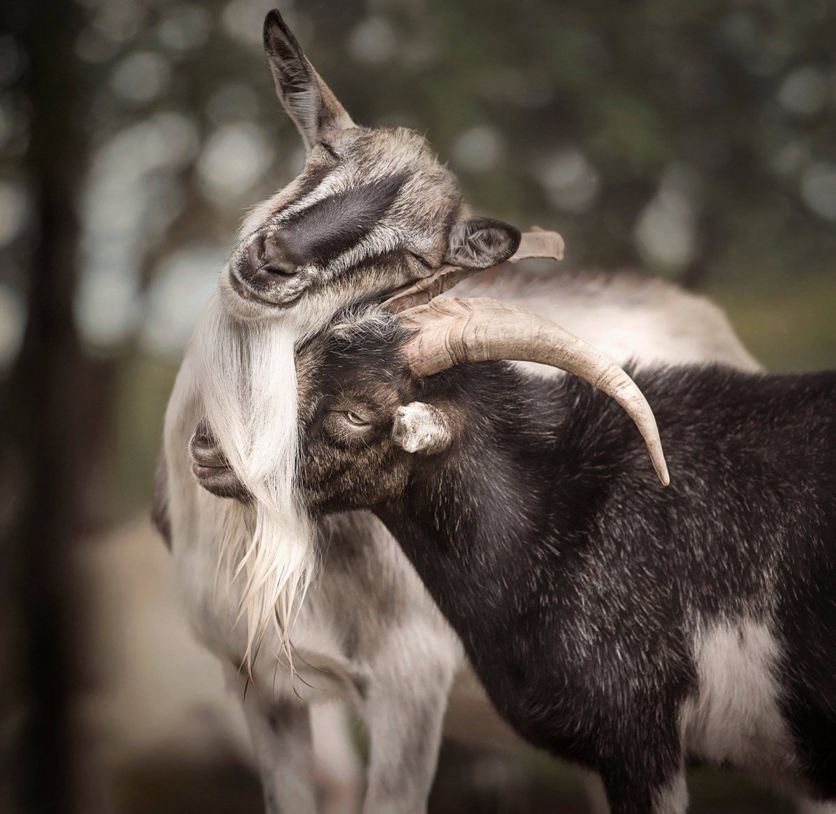 Коза и козел