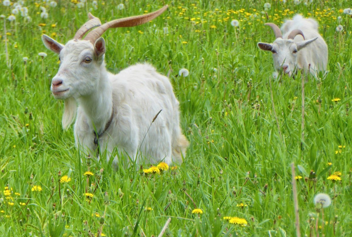 Домашние животные коза с козлятами