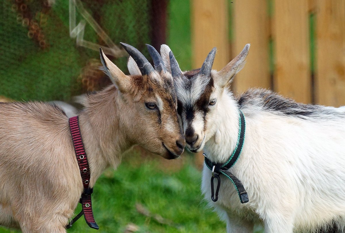 Коза с бантиком