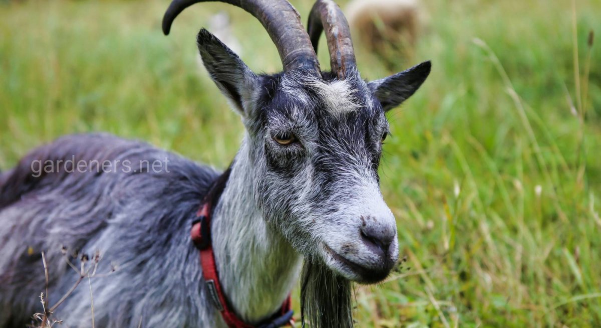 Коза домашняя серая