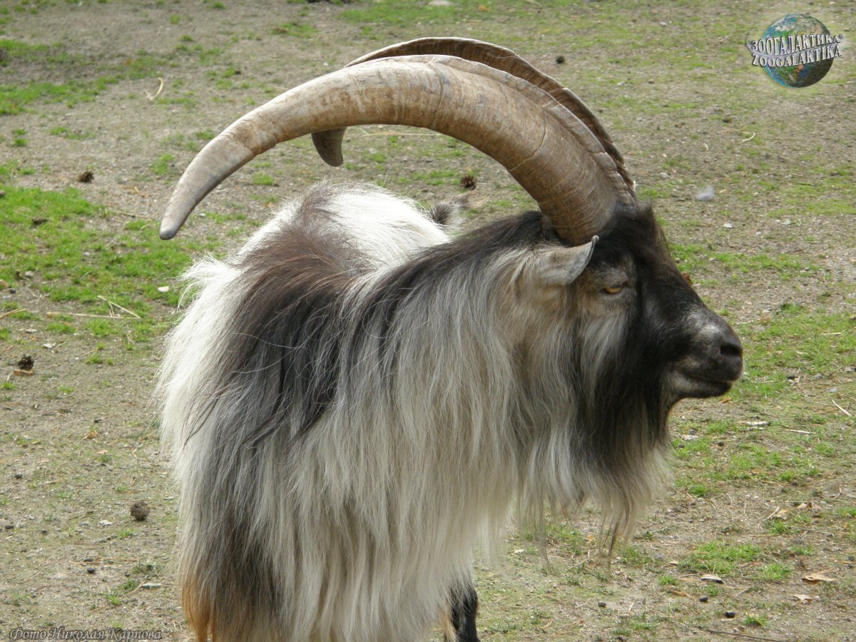Козел обыкновенный