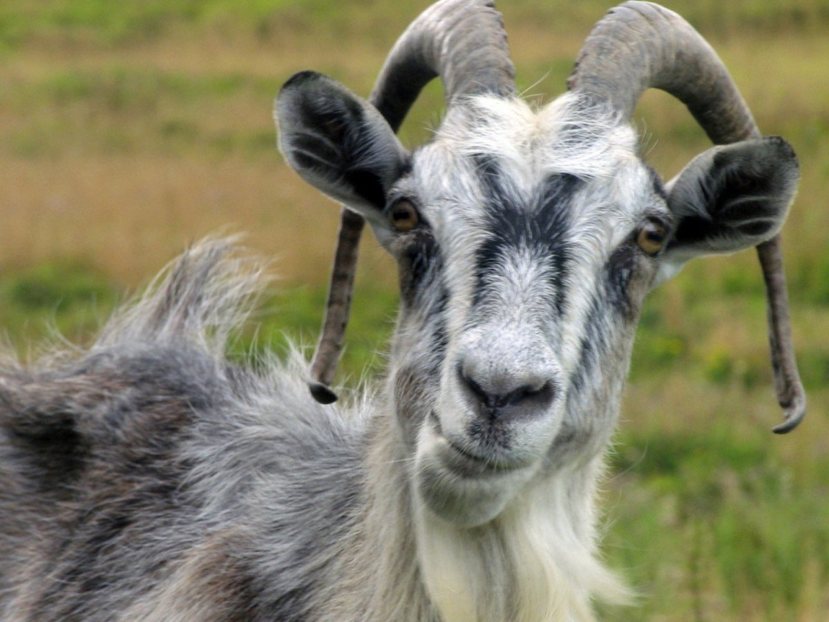 Козья морда