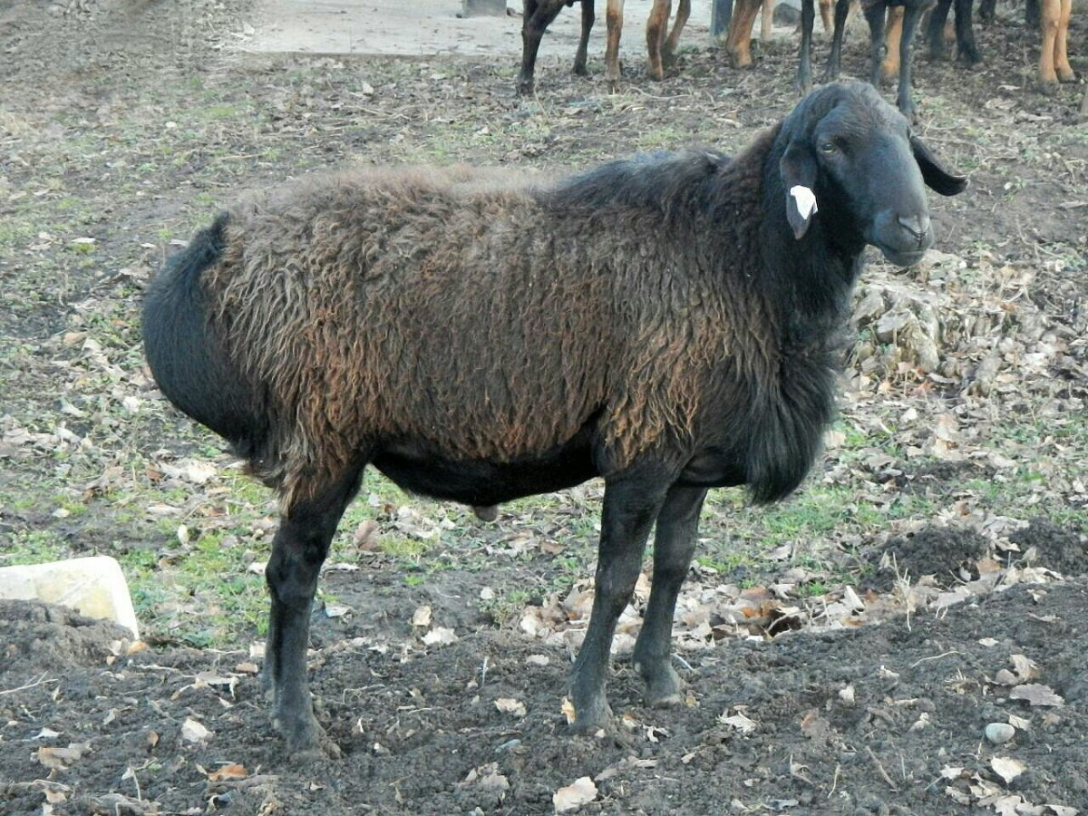 Баран курдючной породы