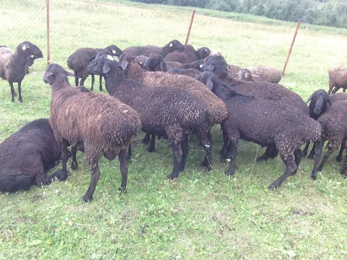 Курдючный баран гиссарской породы