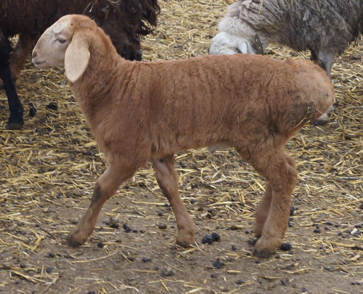 Породы Баранов курдючные