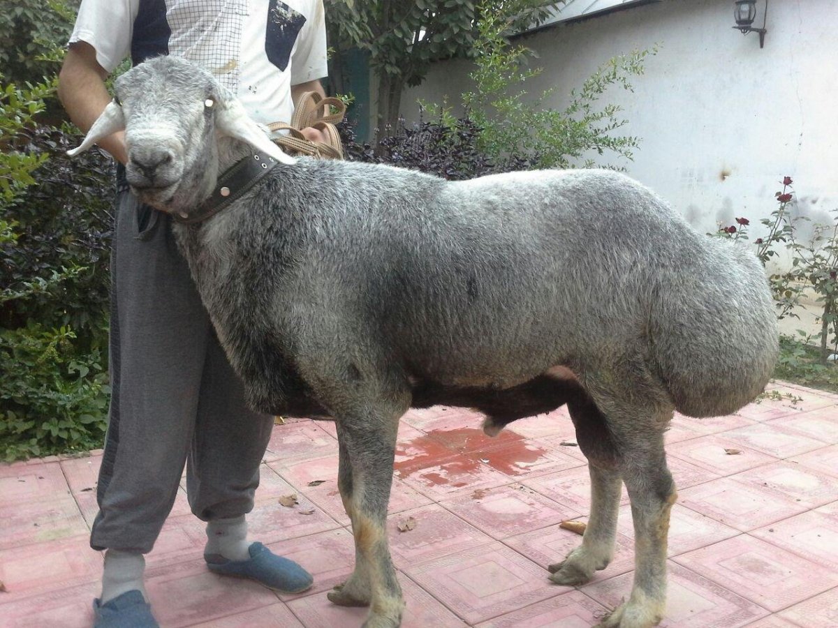 Горбоносы овцы курдючные