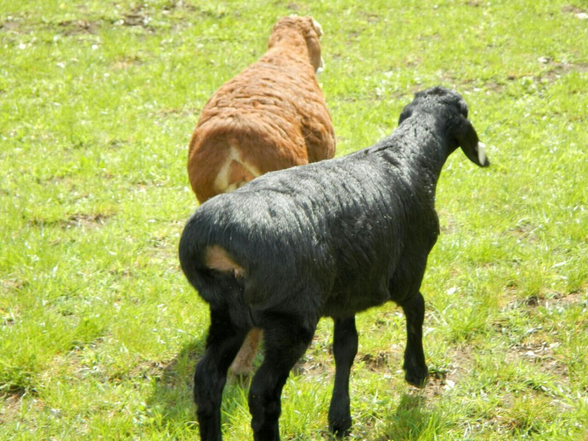 Калмыцкая курдючная порода