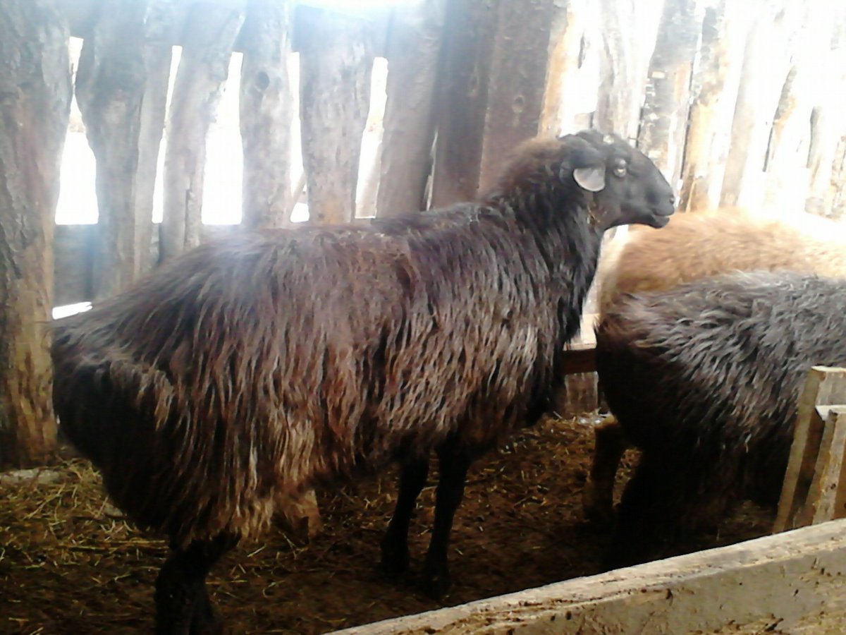 Эдильбаевская порода