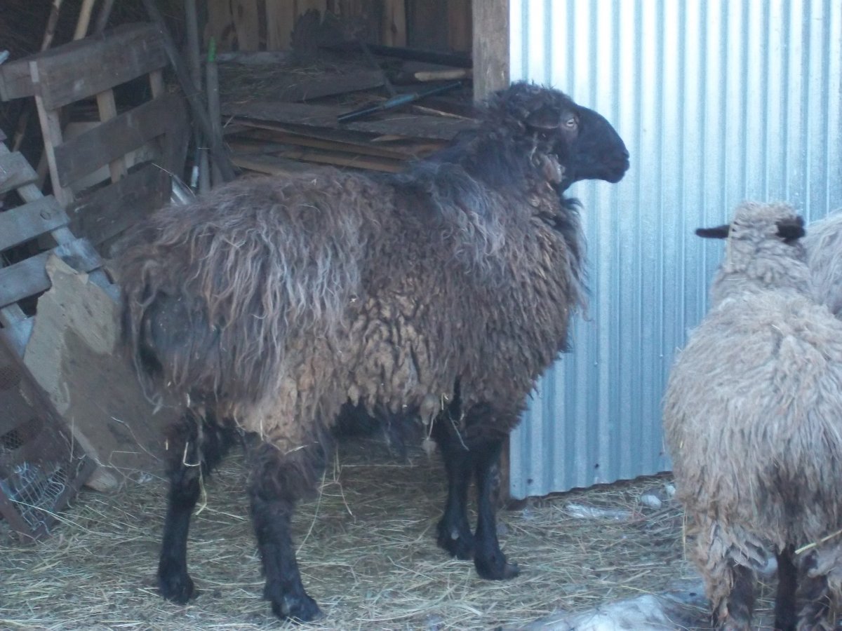 Курдюк овцы