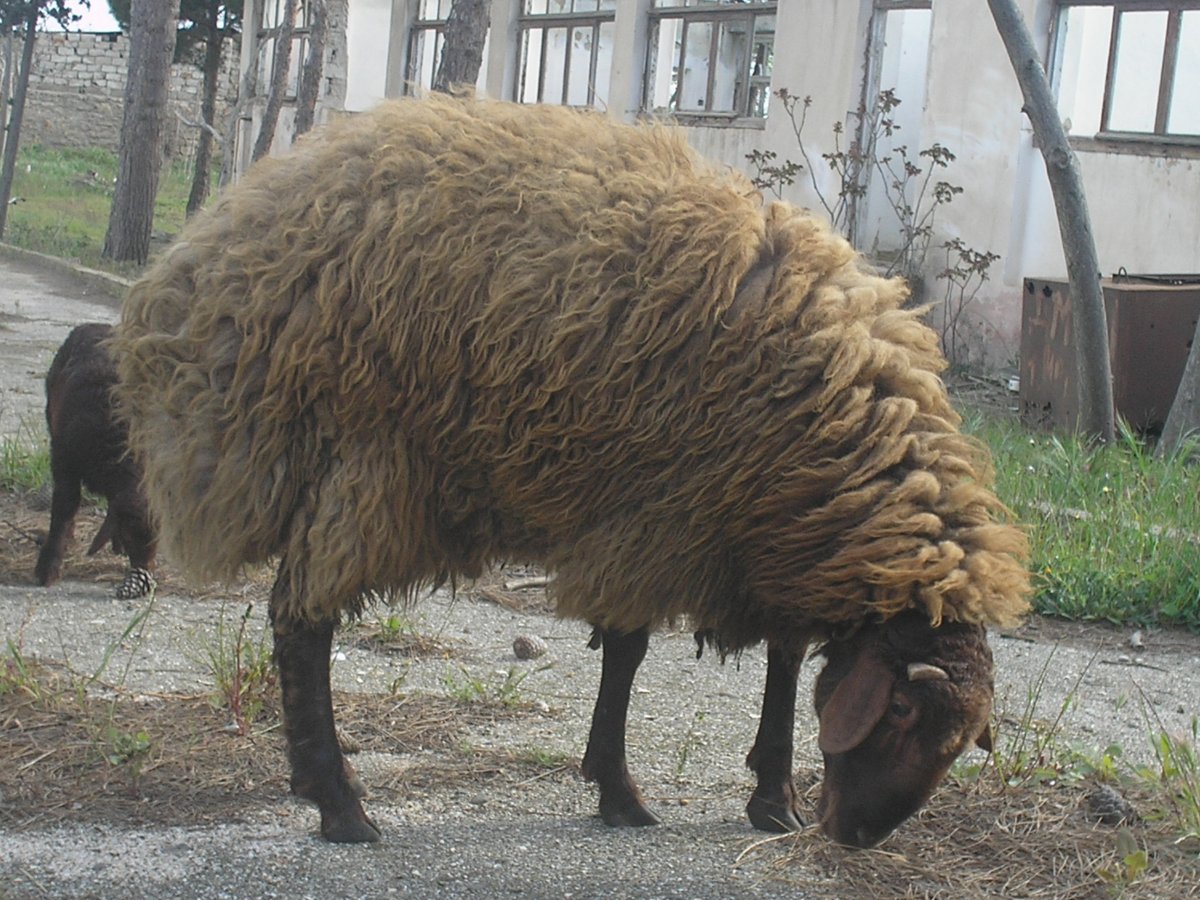Курдючные овцы