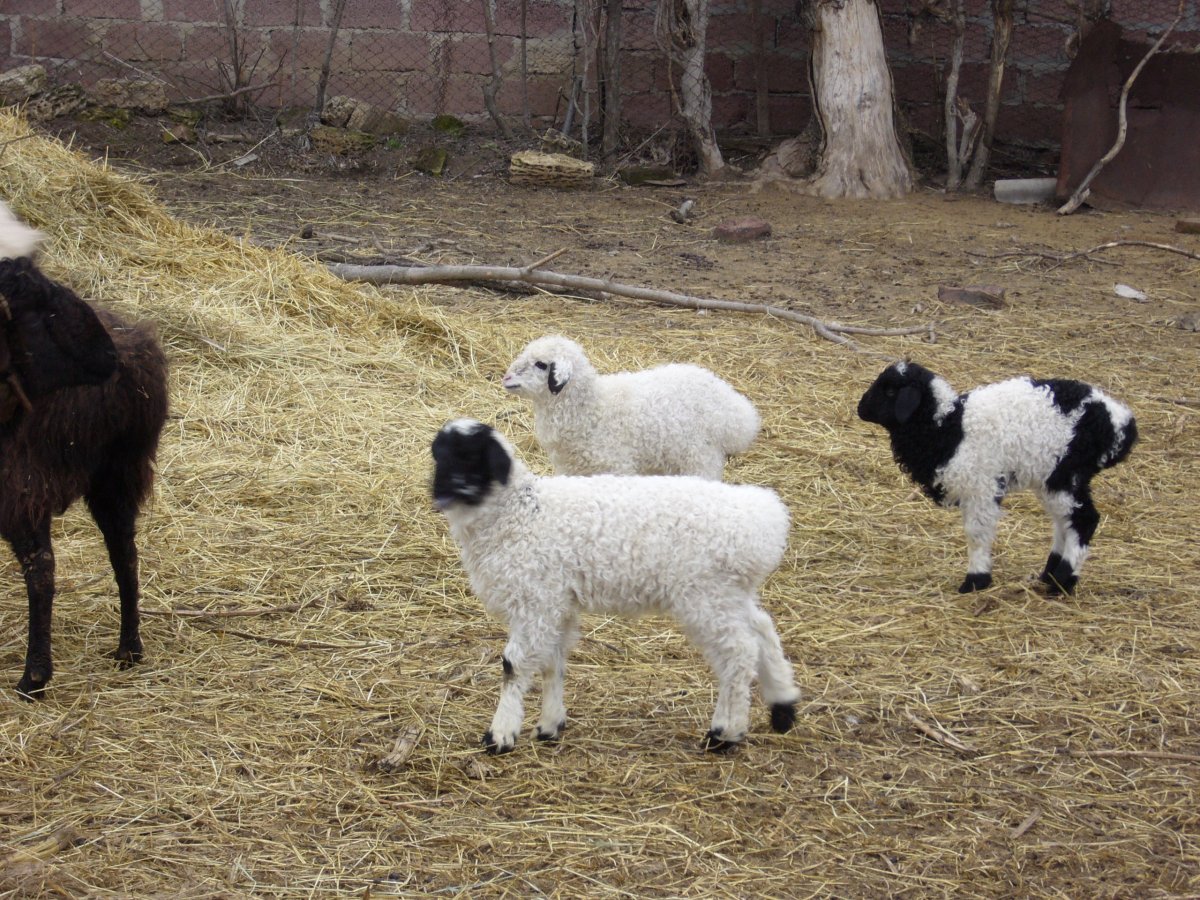 Поло курдючные бараны