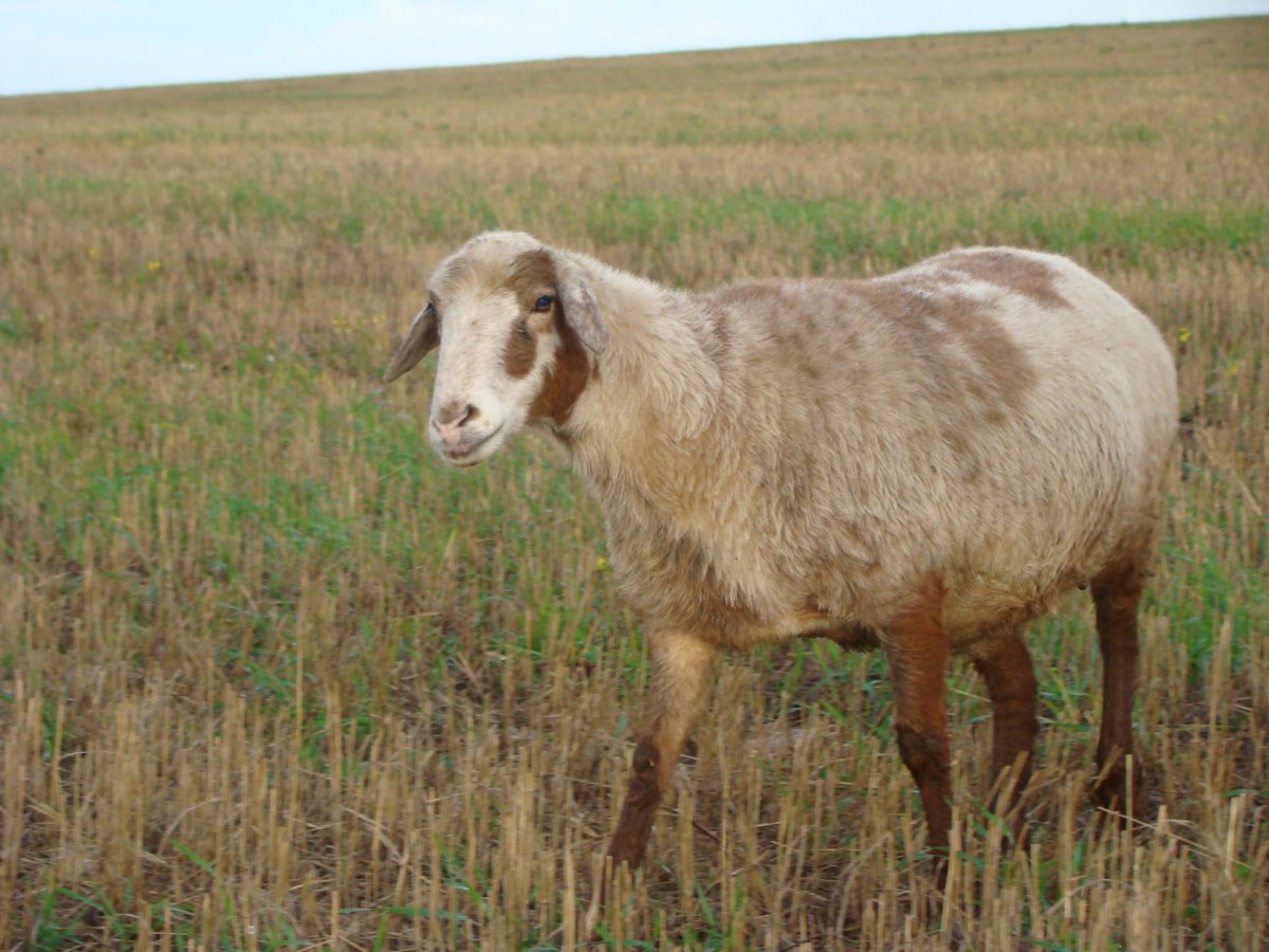 Курдючные породы овец