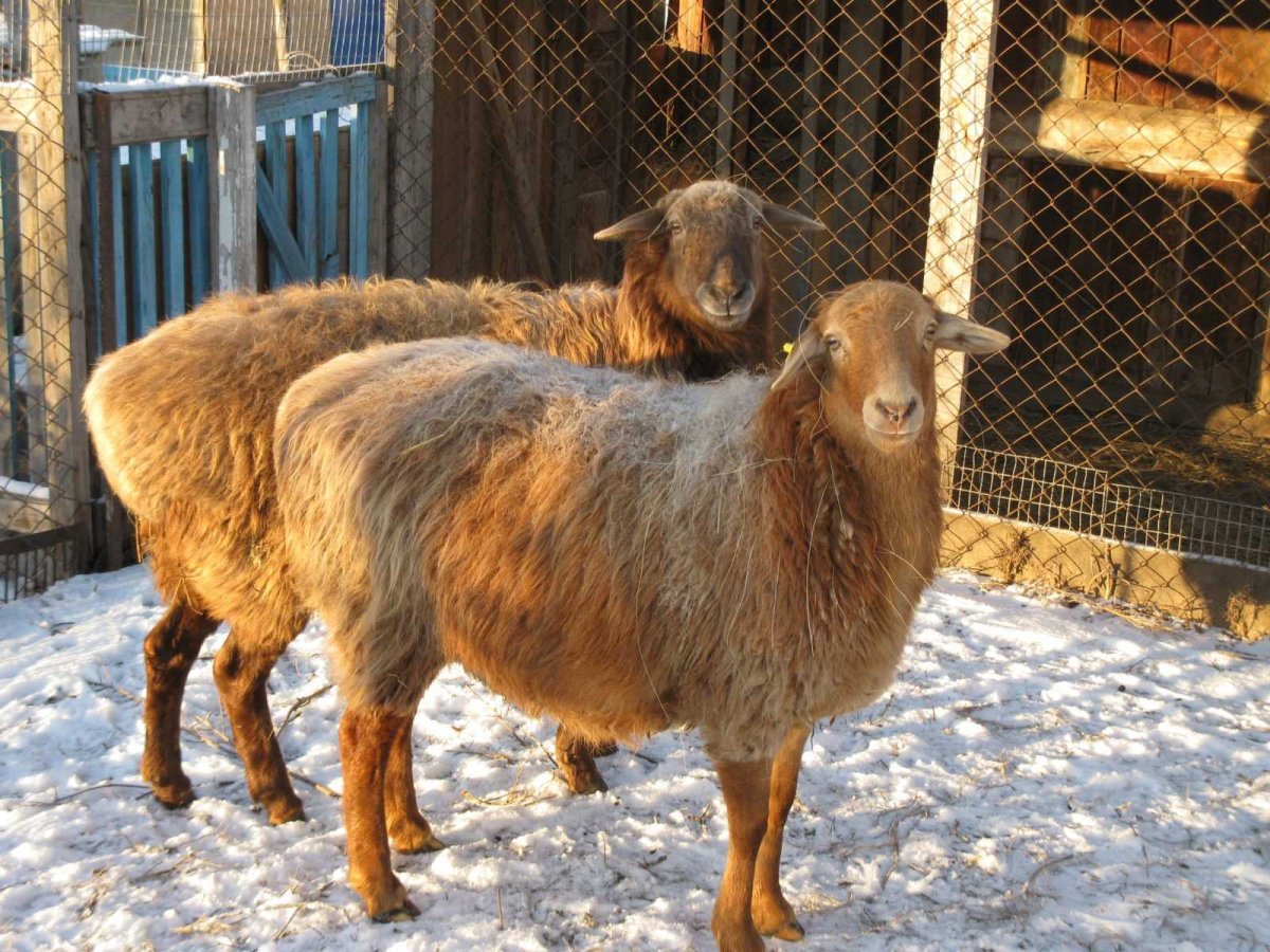 Курдючные породы овец