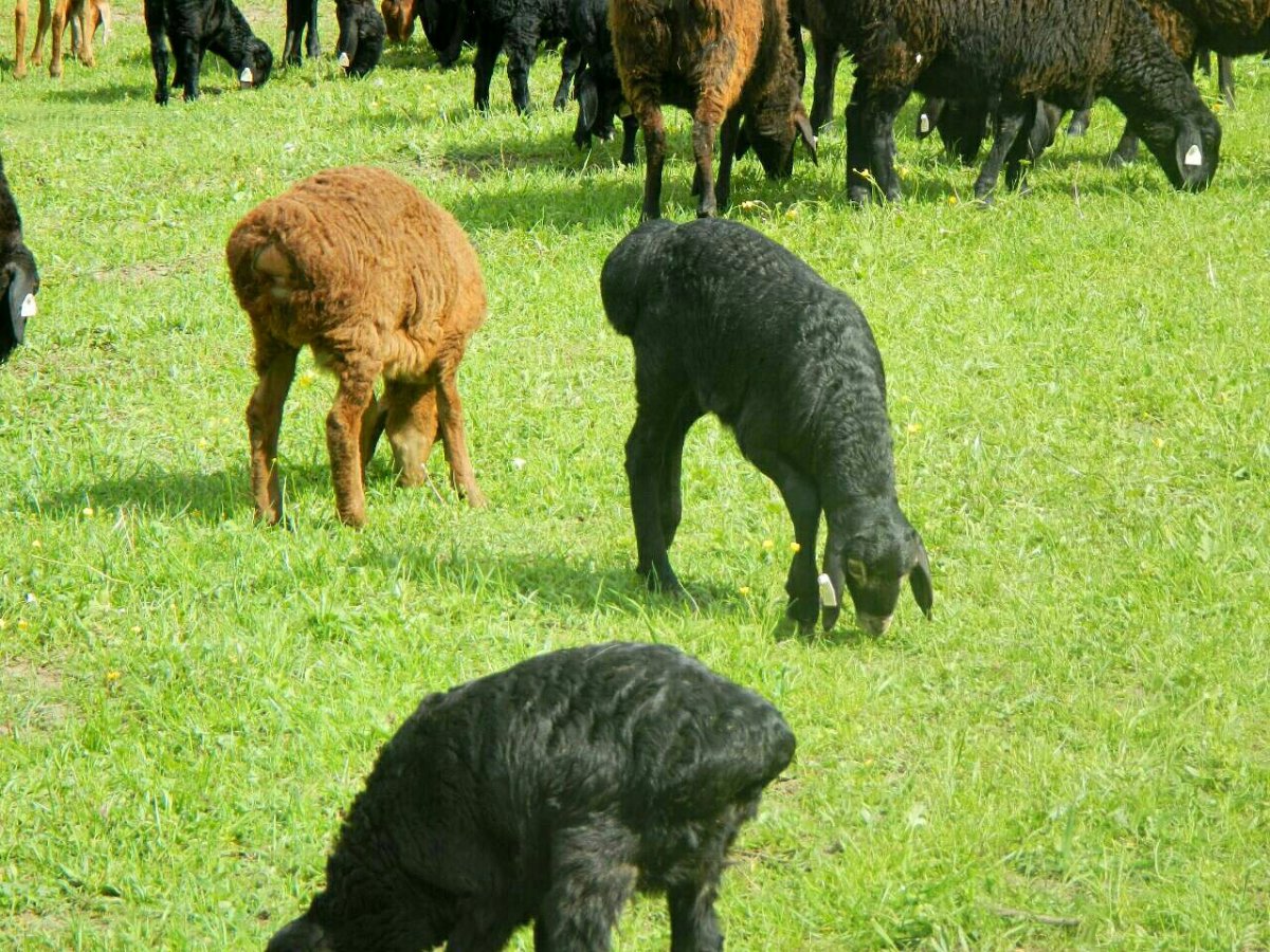 Овцы курдючные эдильбаевские