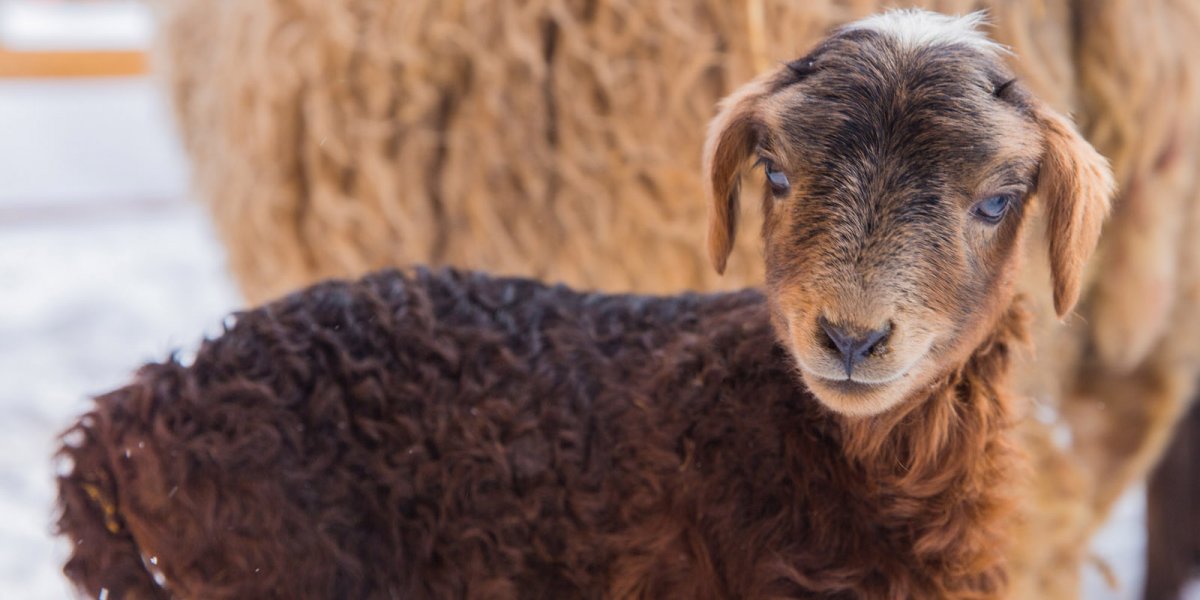 Афганская курдючная овца