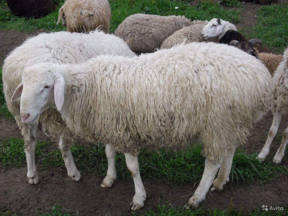 Курдючный баран на лугу