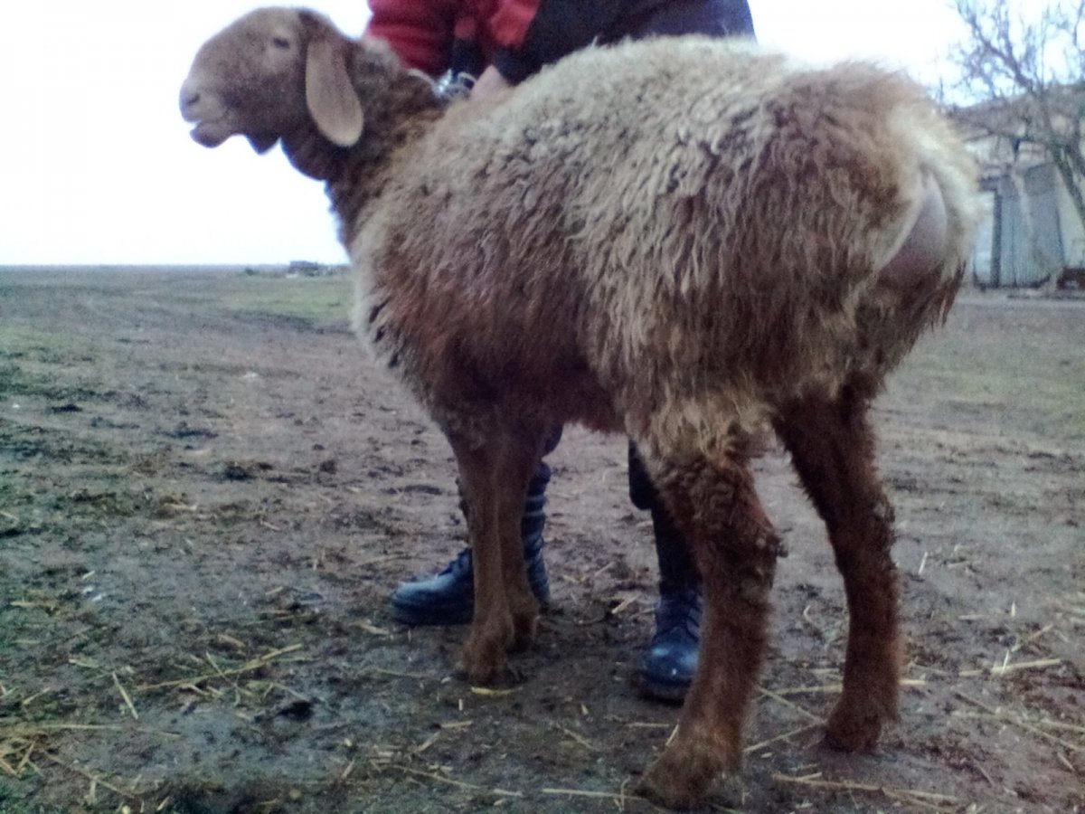 Порода Баранов гиссарской породы