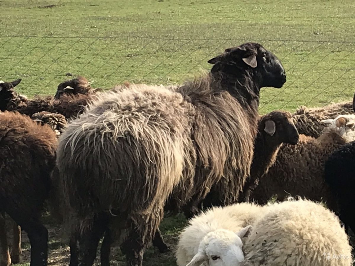 Эдильбаевская порода ягнята