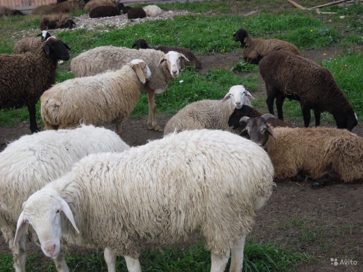 Курдючные породы овец