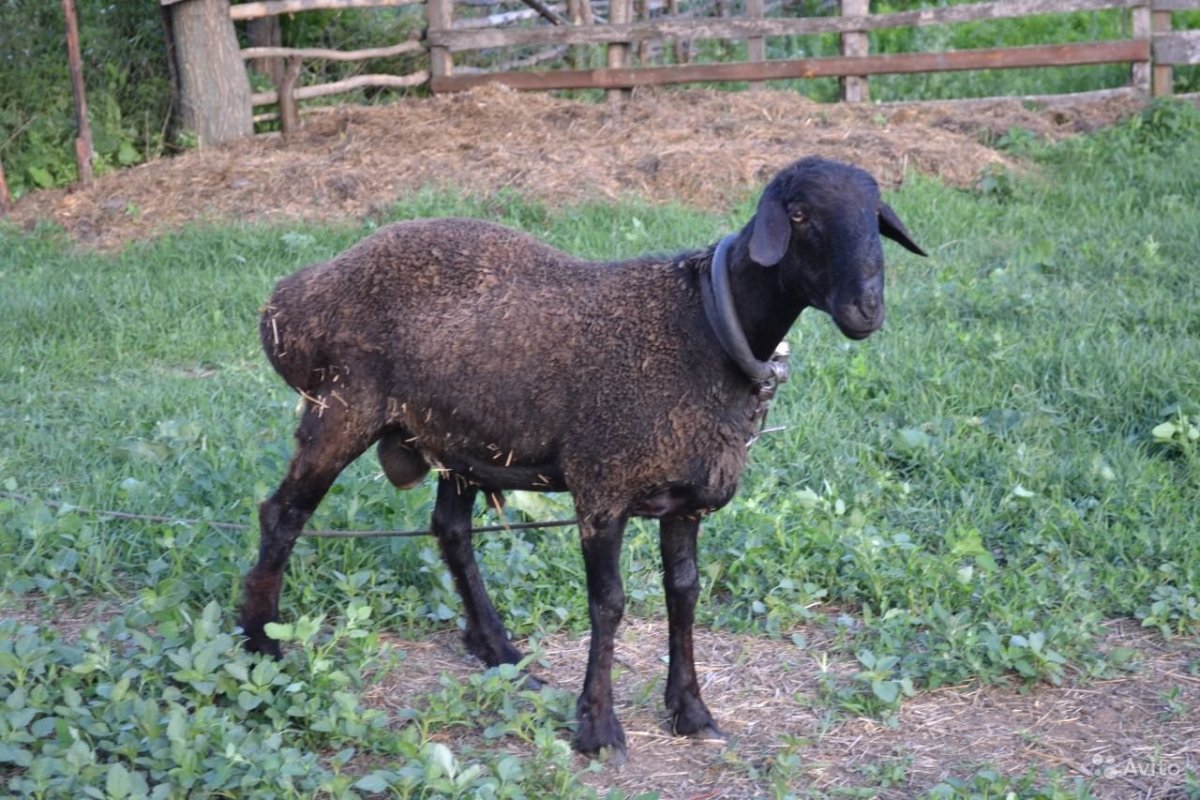 Курдючный баран