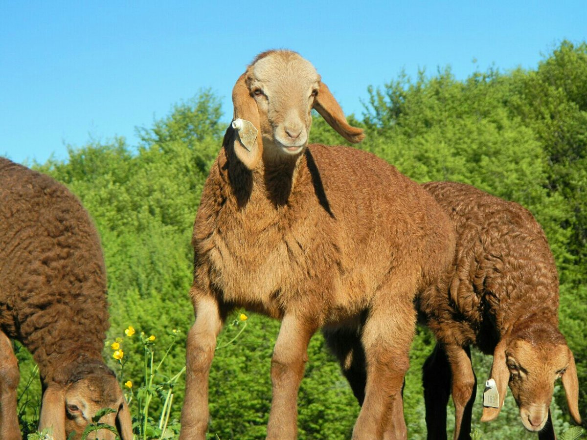 Гиссарская порода Баранов