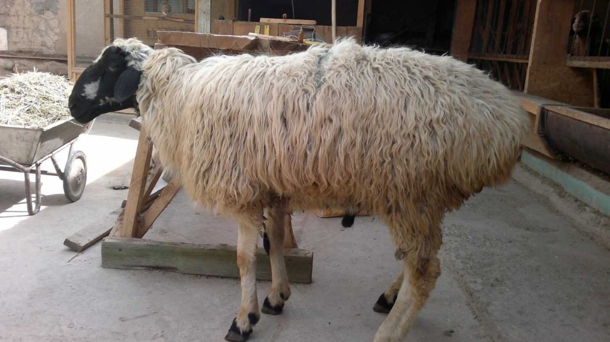 Курдючный баран