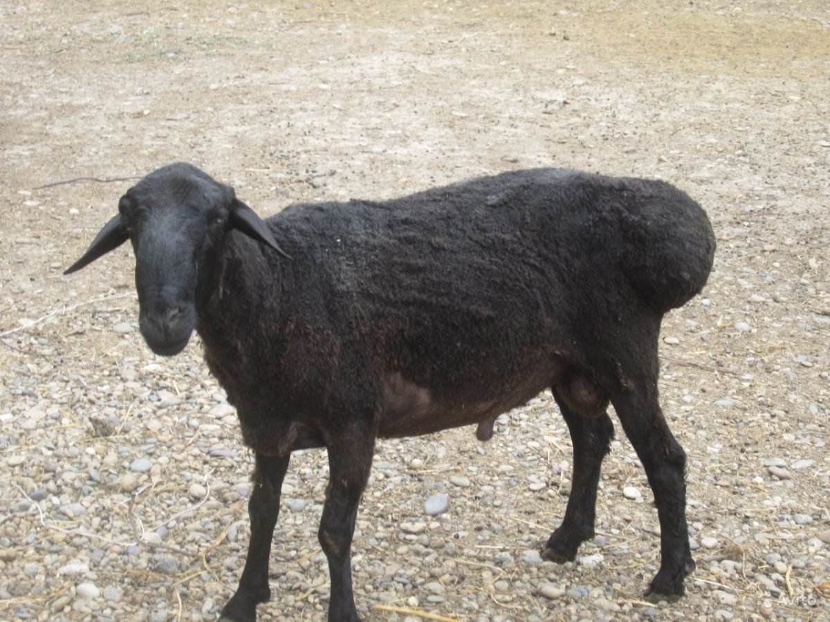 Породы Баранов курдючные