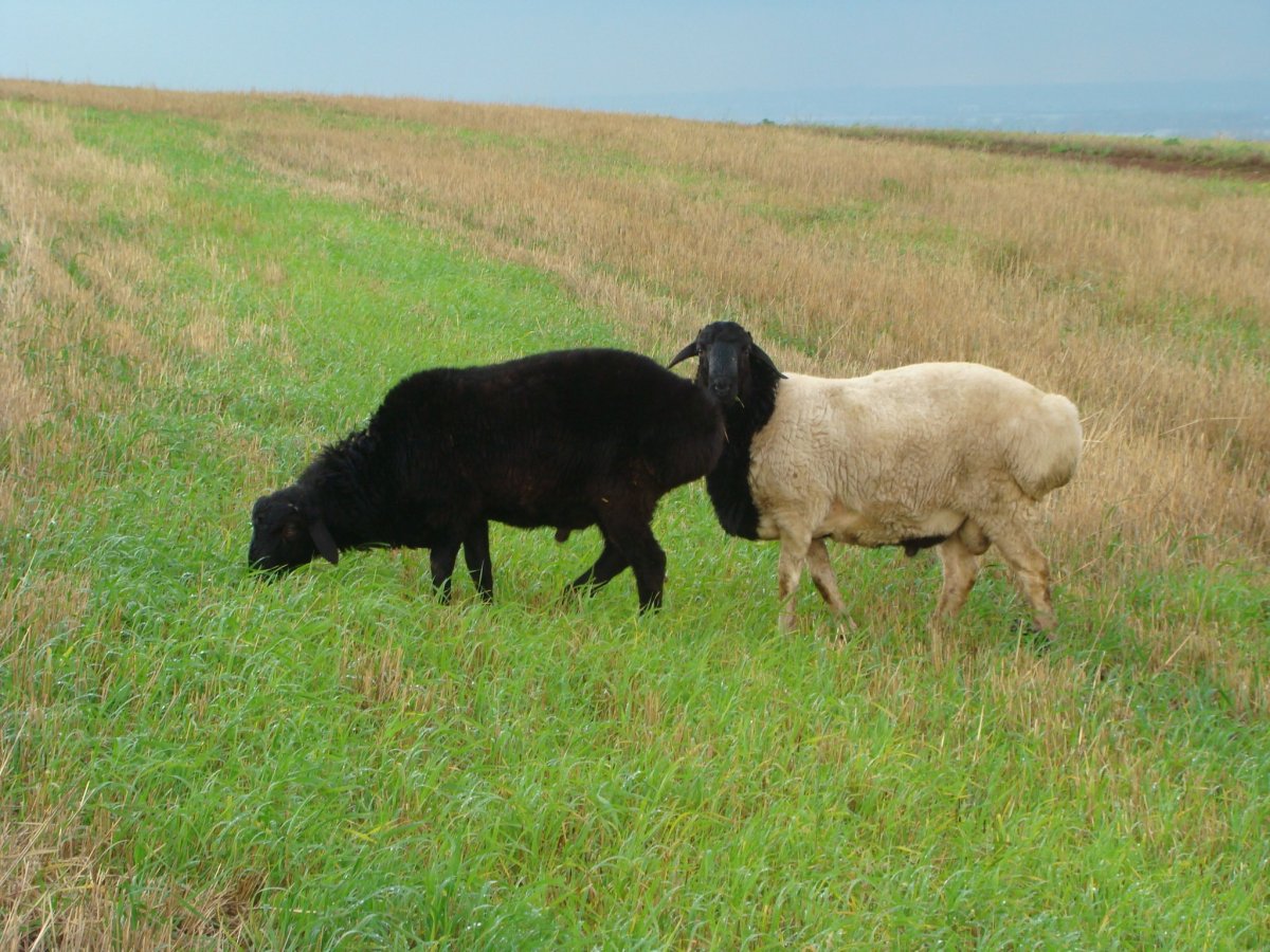 Породы Баранов курдючные