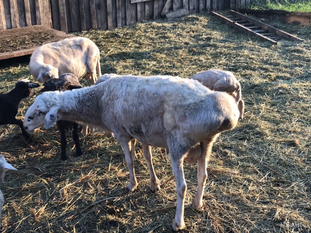 Бараны Эдильбаевской породы