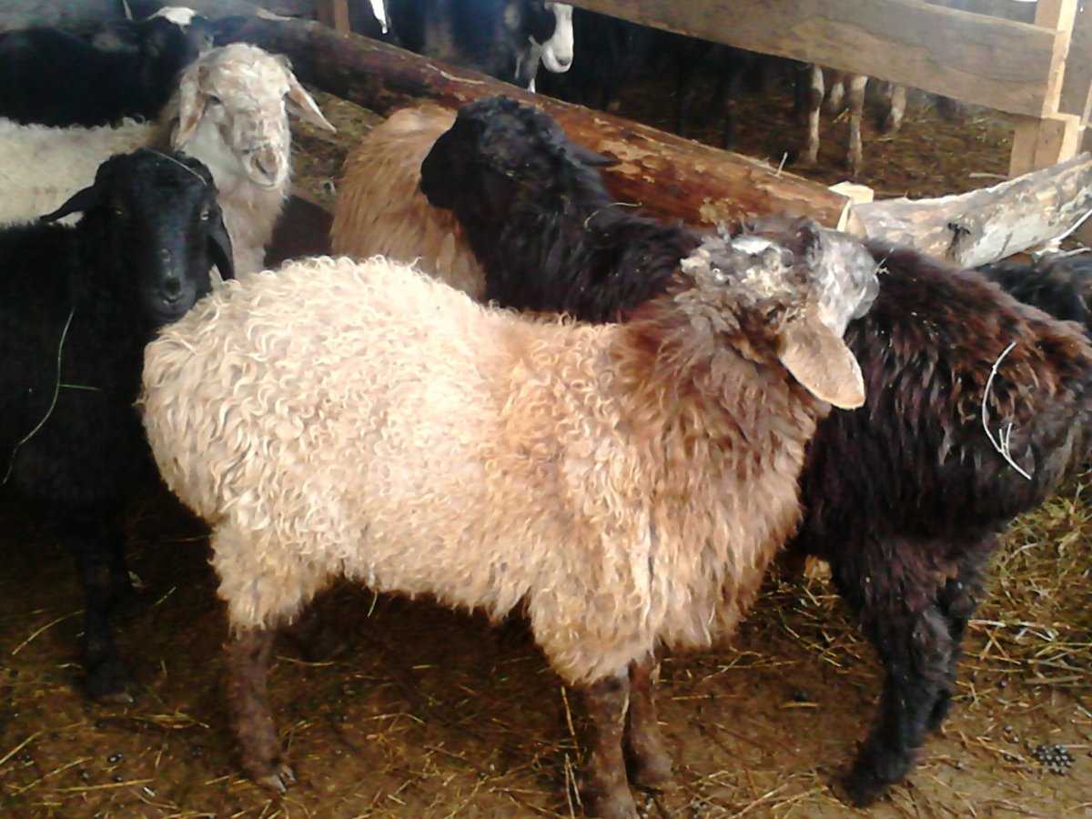 Длинножирнохвостые овцы