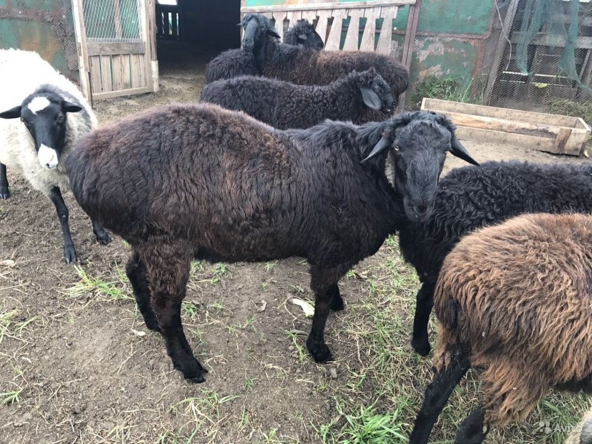 Гиссарская порода овец