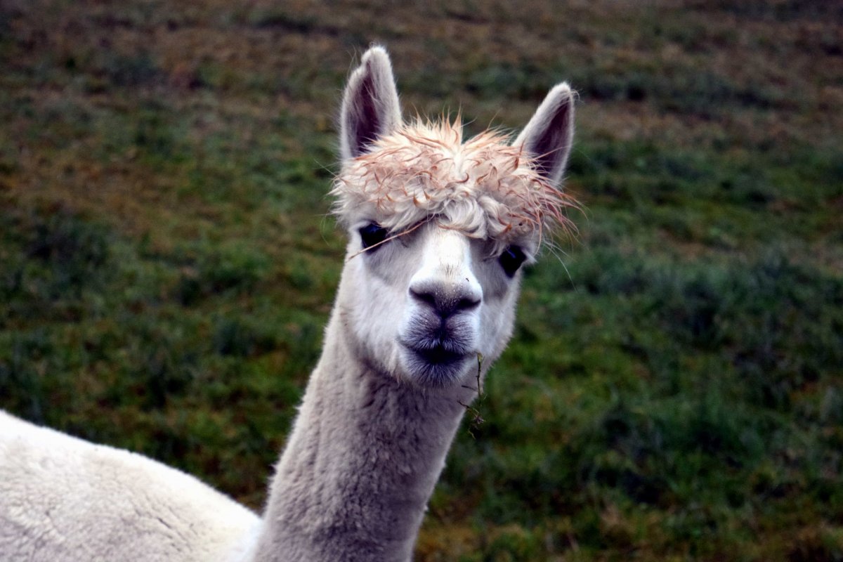 Лама альпака гуанако