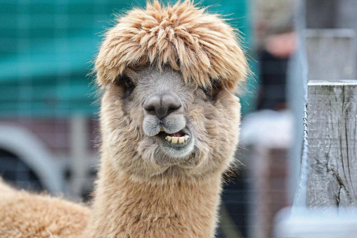 Альпака животное