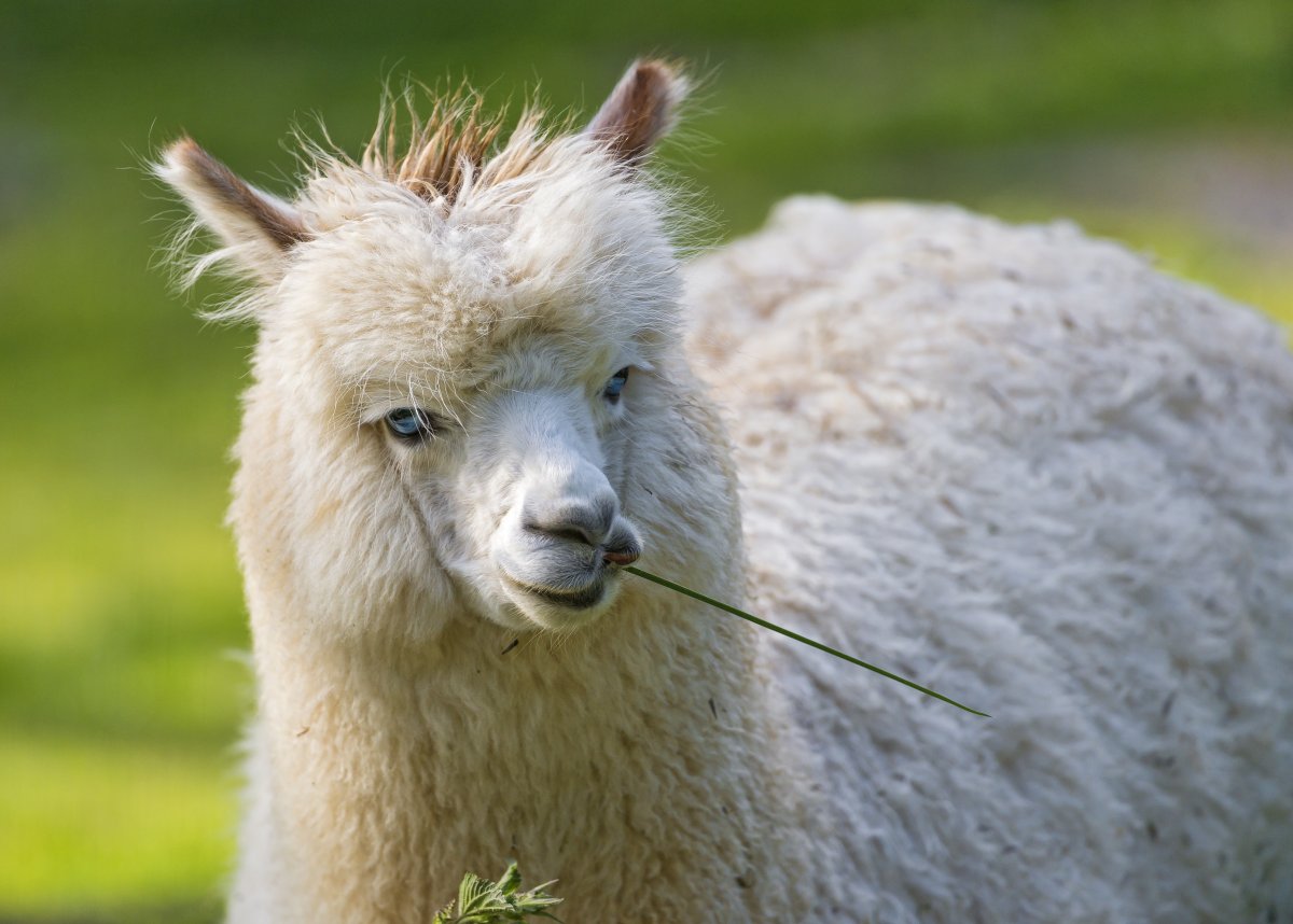 Эль Пако лама