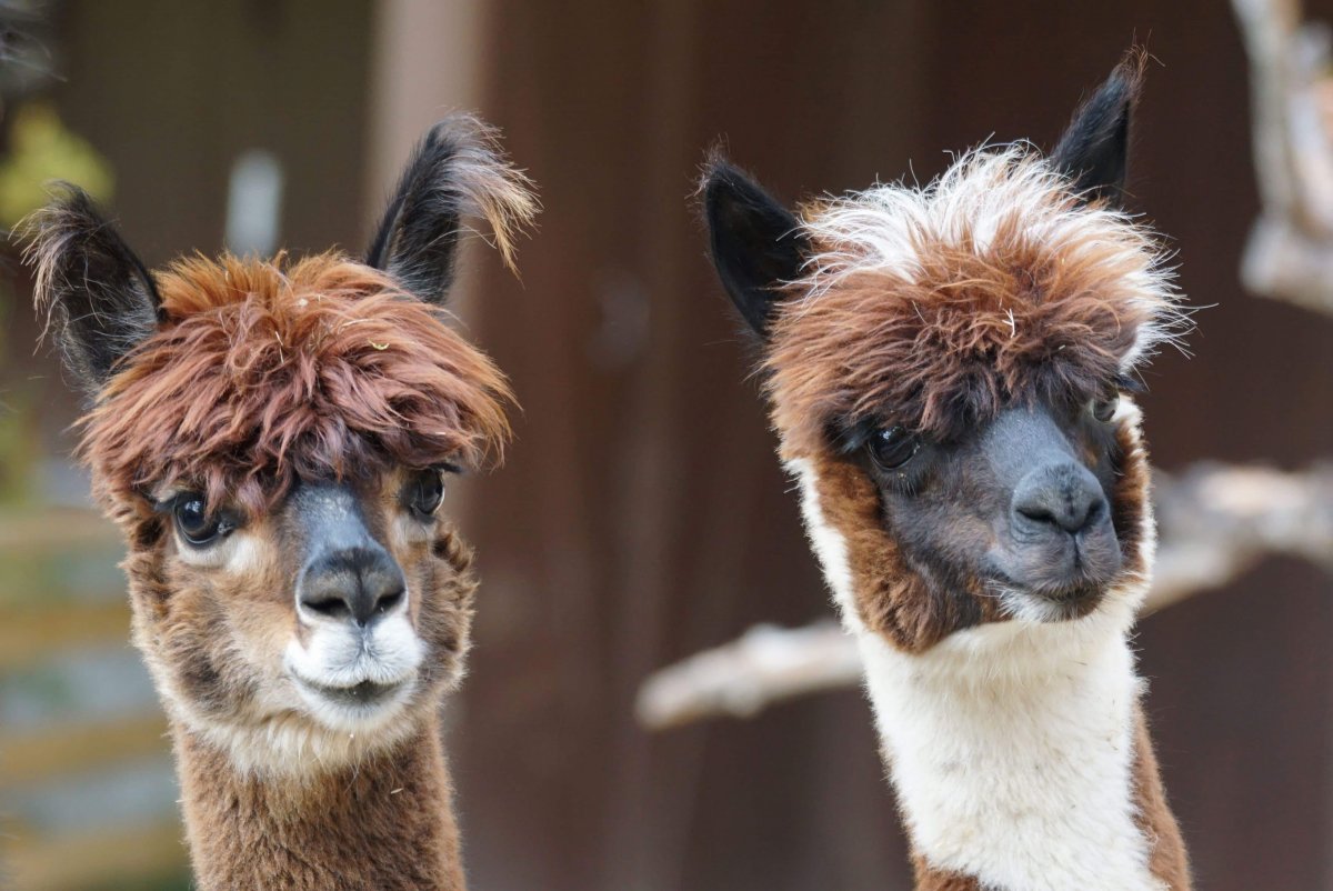 Лама альпака гуанако