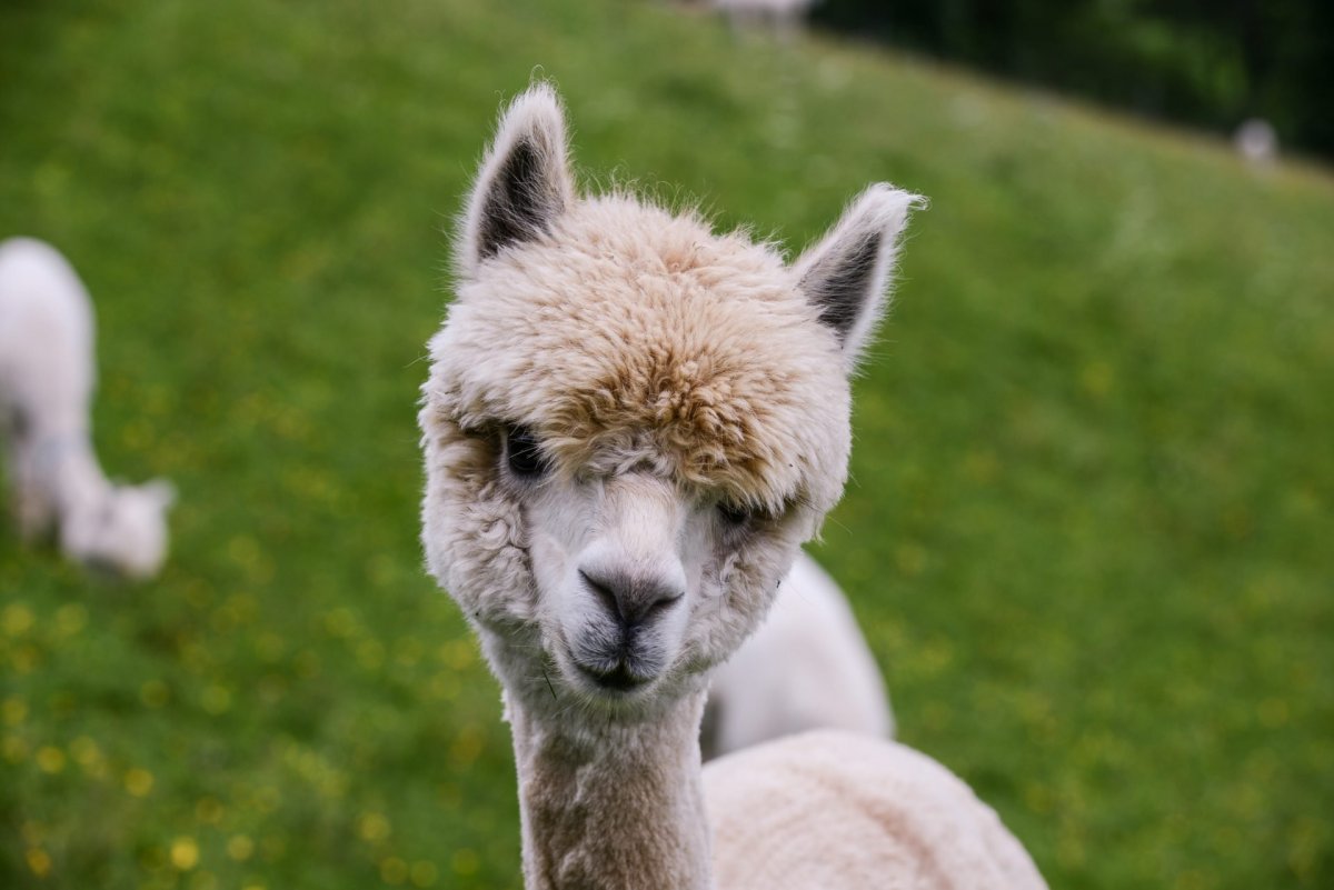 Альпака Педро