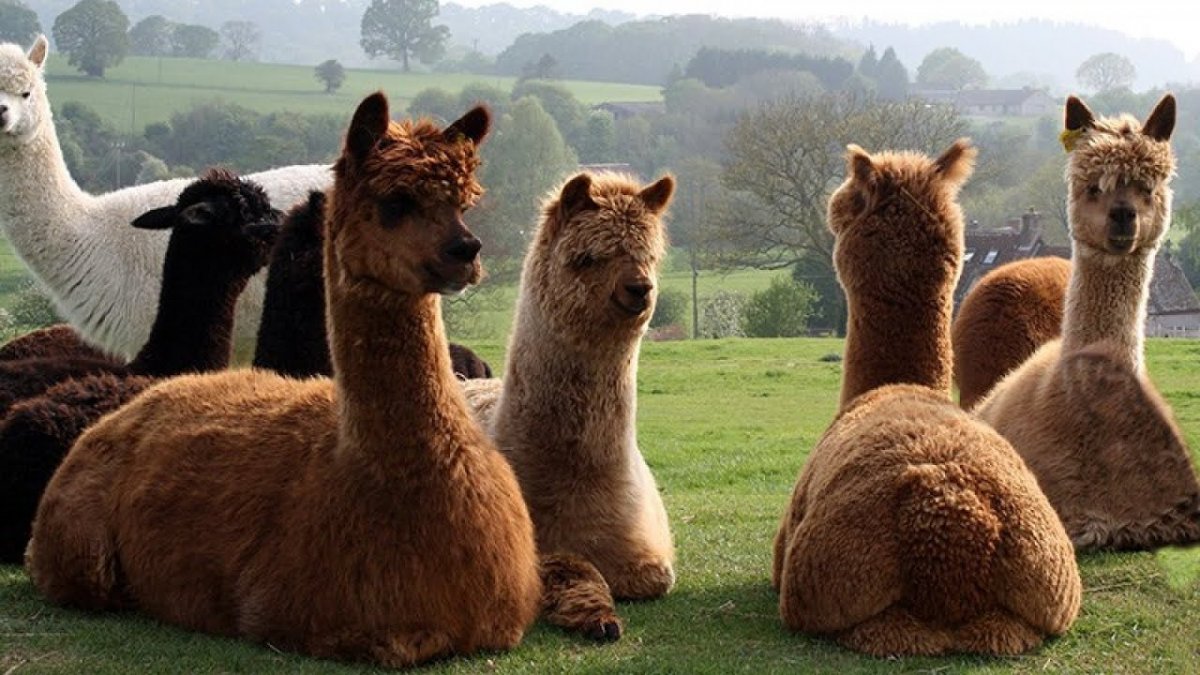 Лама гуанако коричневая