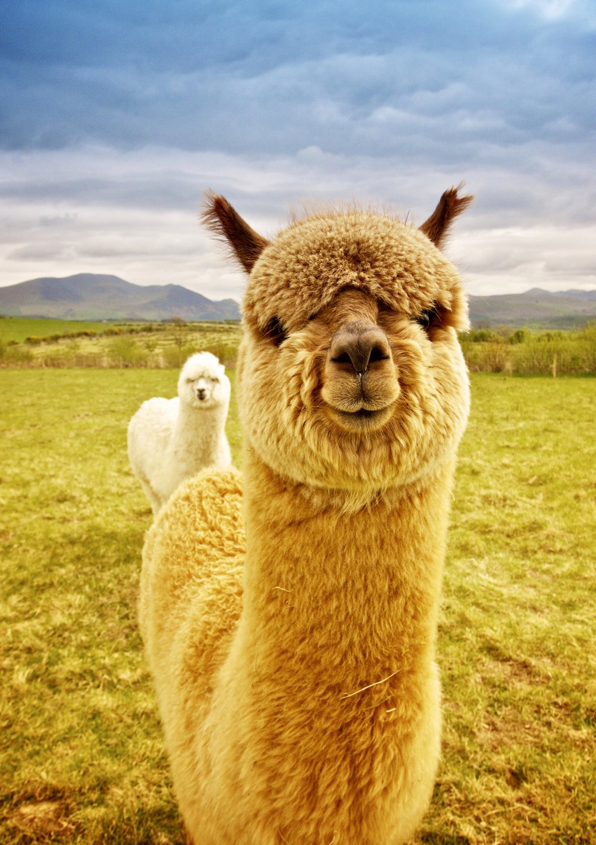 Альпака Еремей