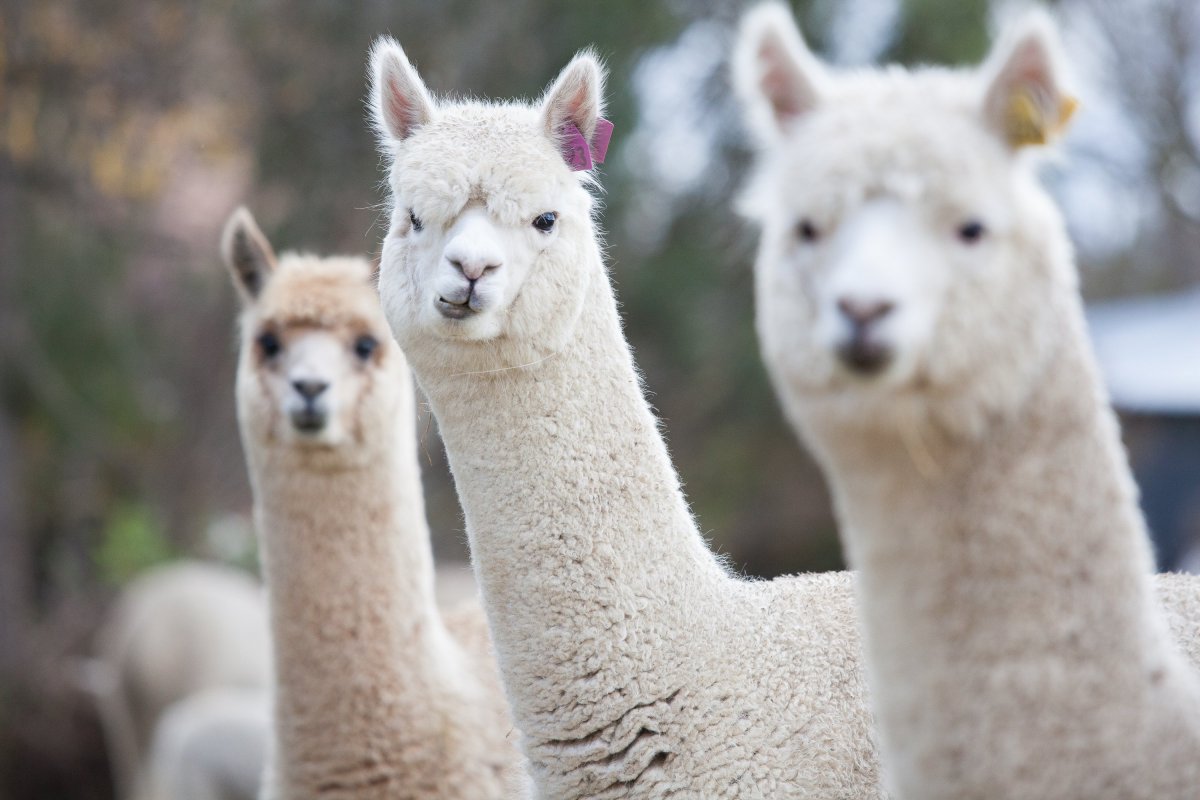 Альпака одомашнивание