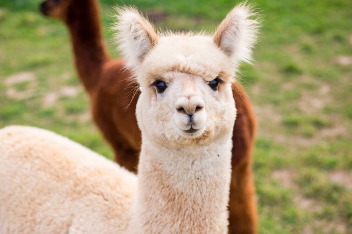Альпака пушистая