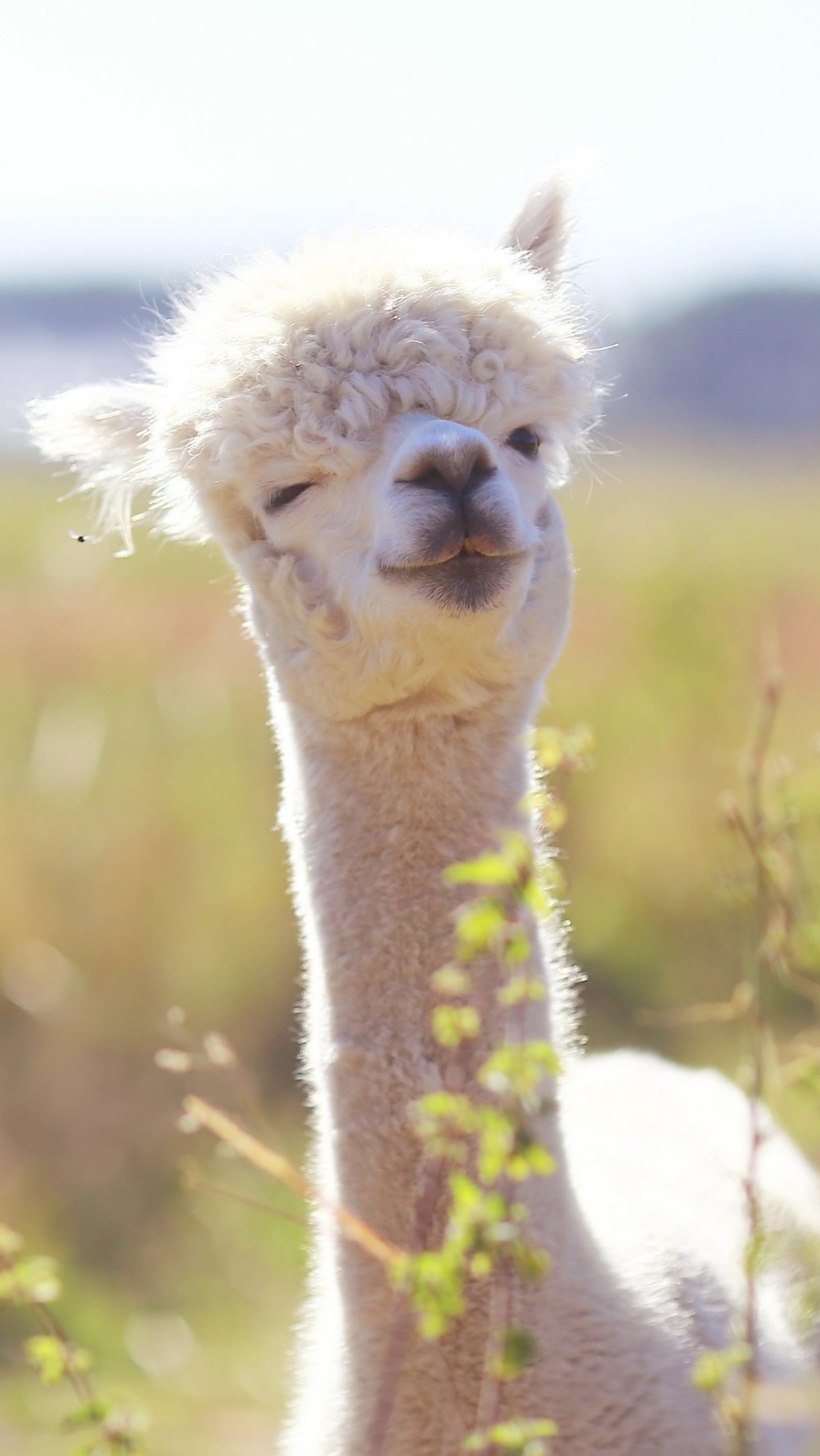 Улыбка ламы