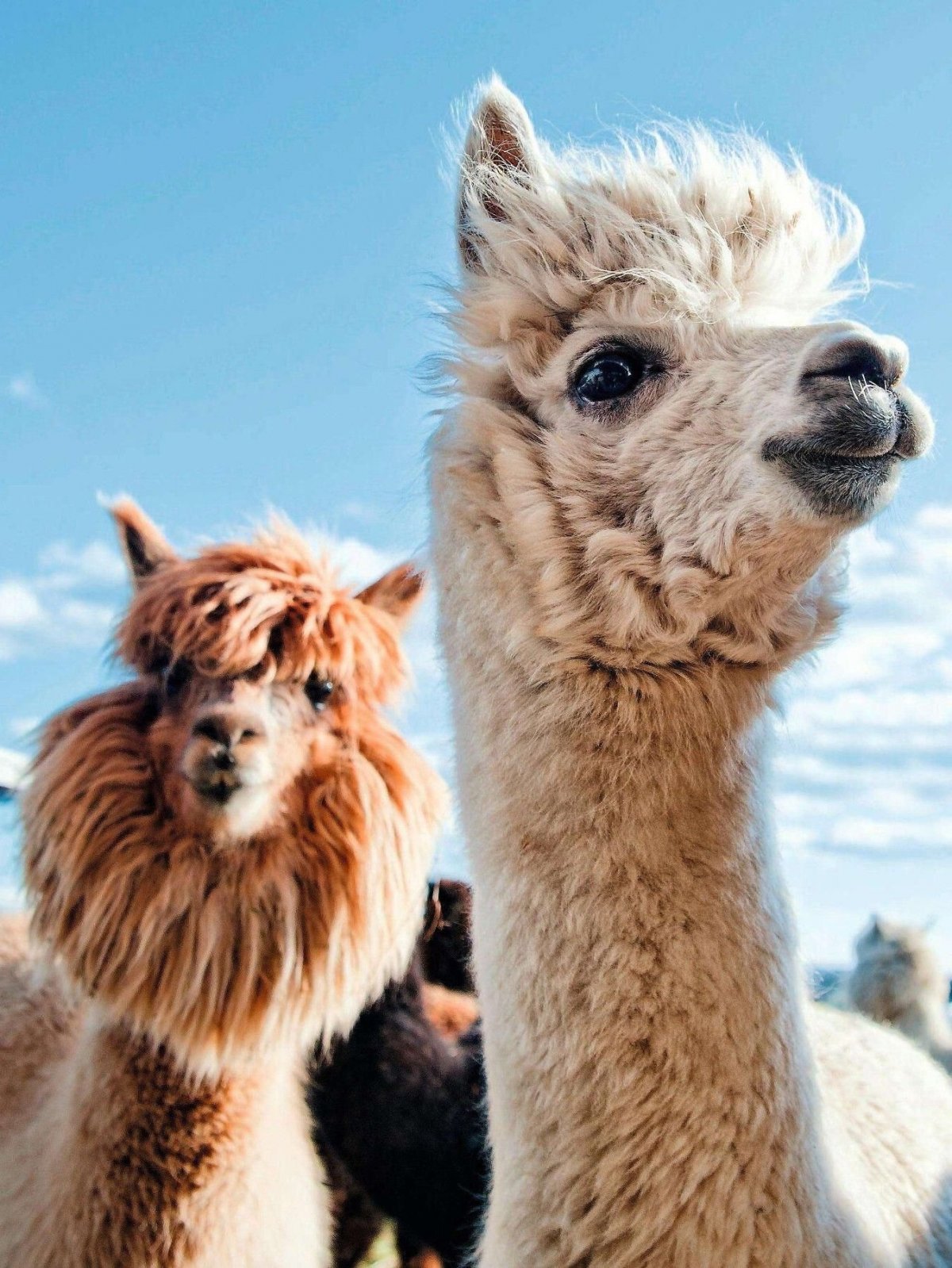 Альпака красивая