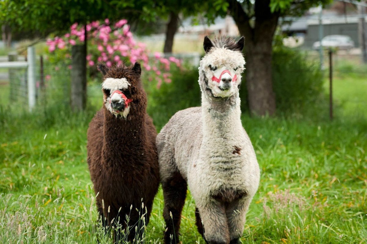 Родина альпак