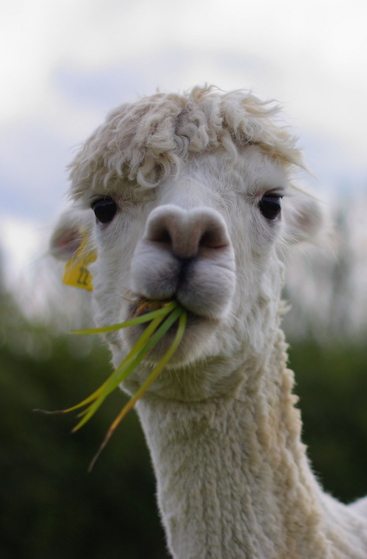 Верблюд лама альпака