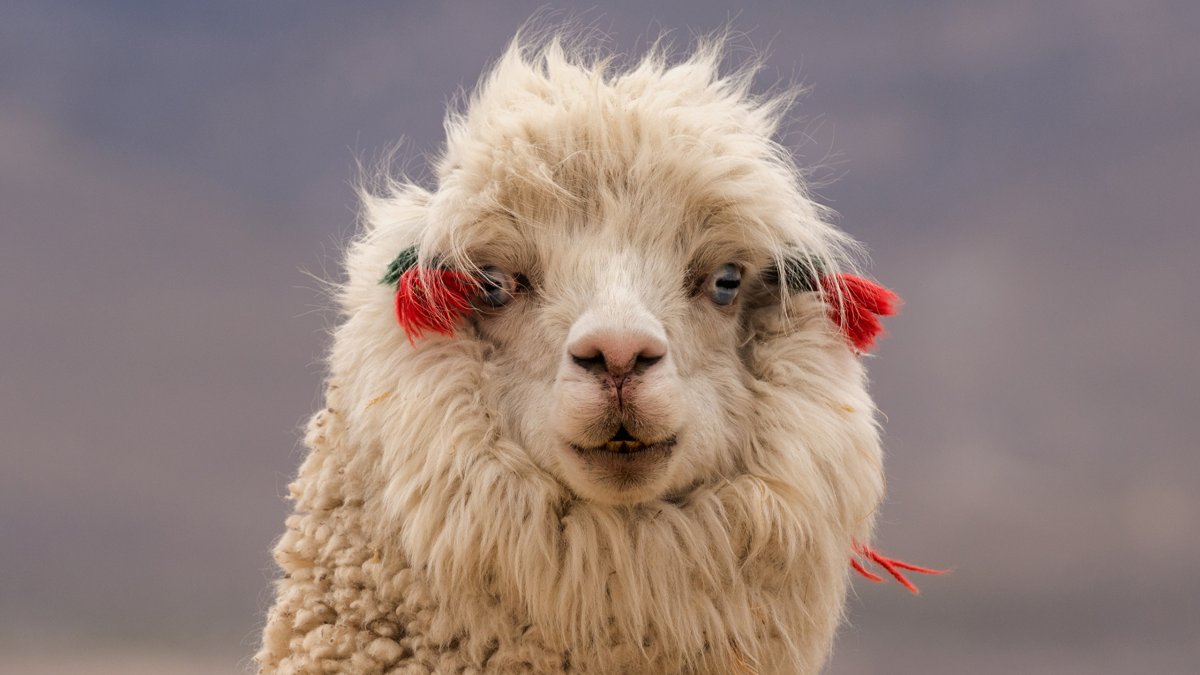 Ламы смешные