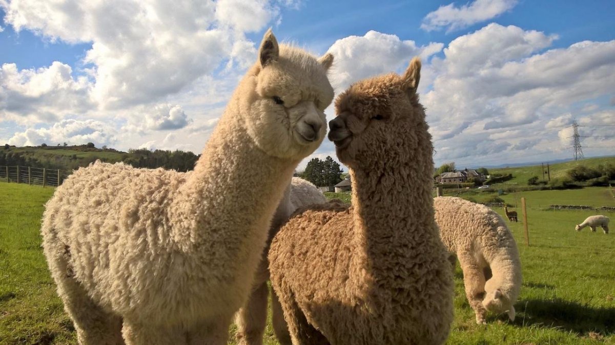 Альпаки Роберта