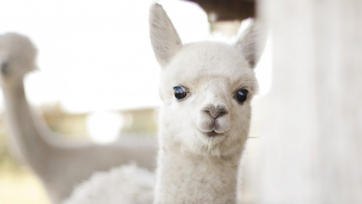 Лама альпака ФАС