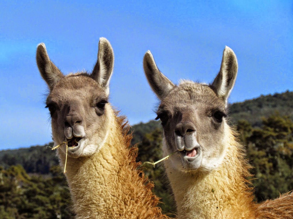 Животные Перу