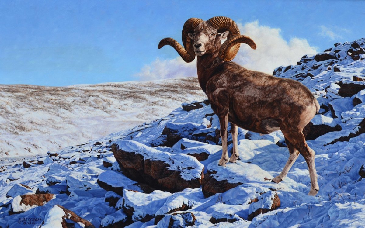 Горные козлы Приэльбрусья